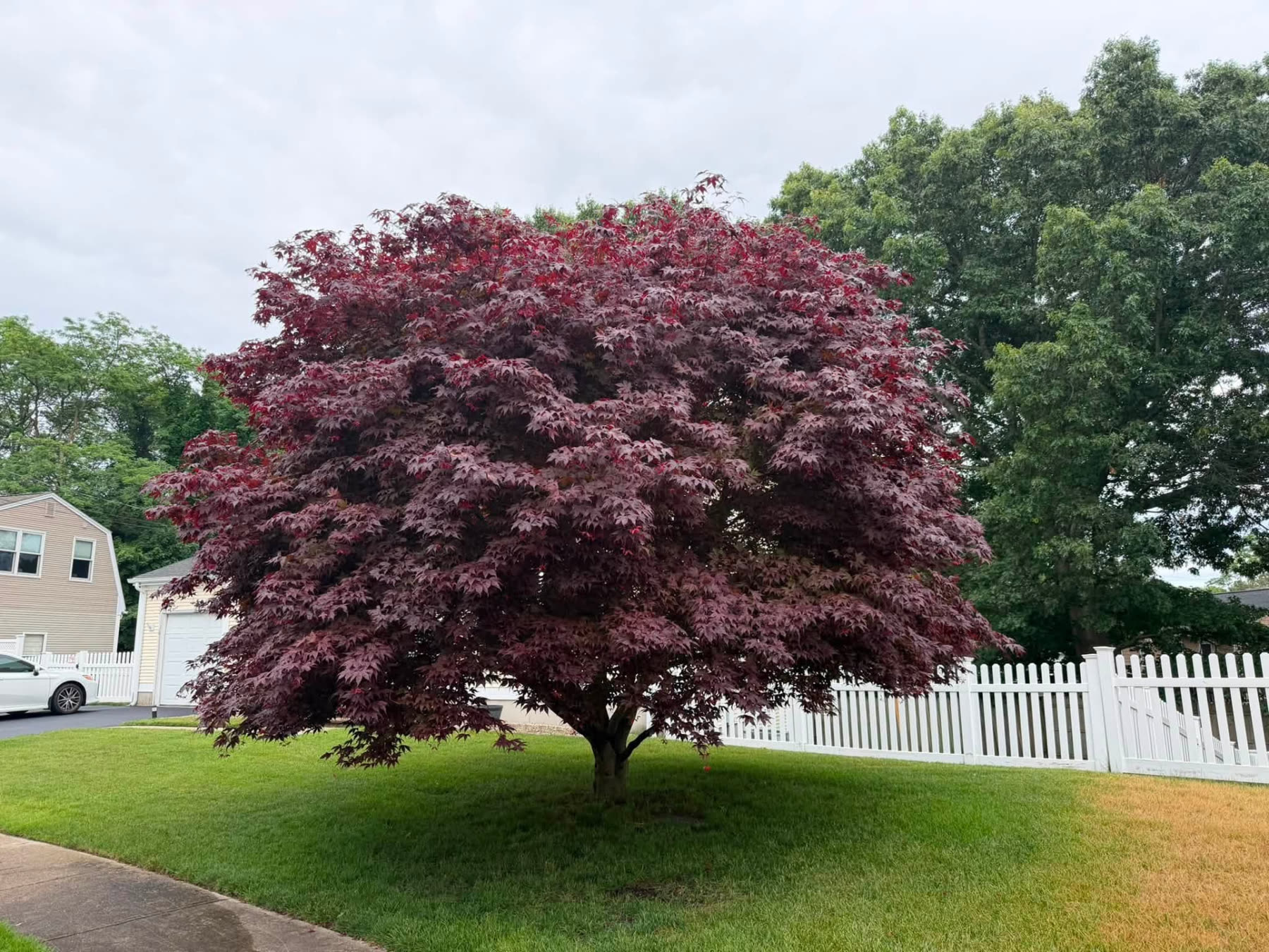 Japanese Maple Care — landscaping project in Lincoln, RI