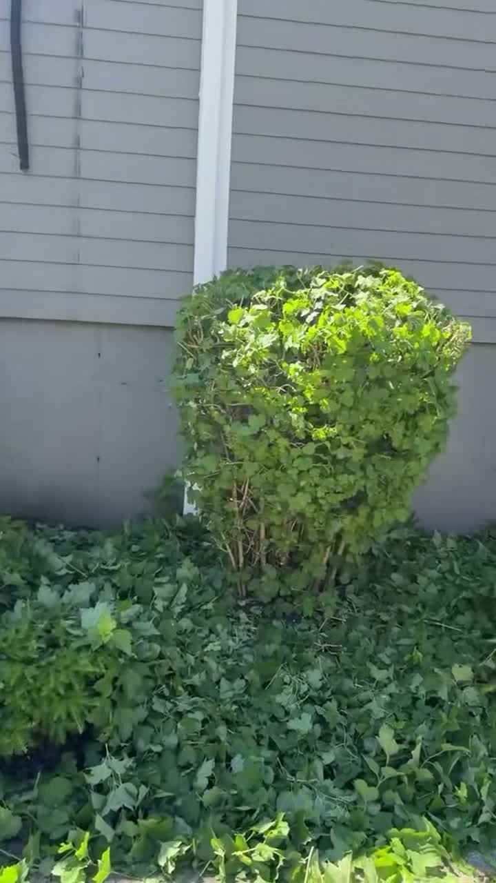Hedge & Bush Trimming video thumbnail