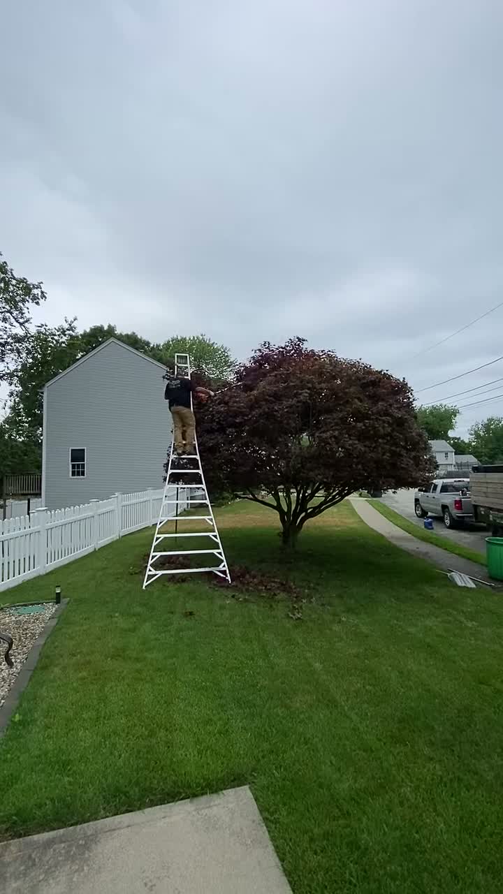 Ornamental Tree Trimming video thumbnail