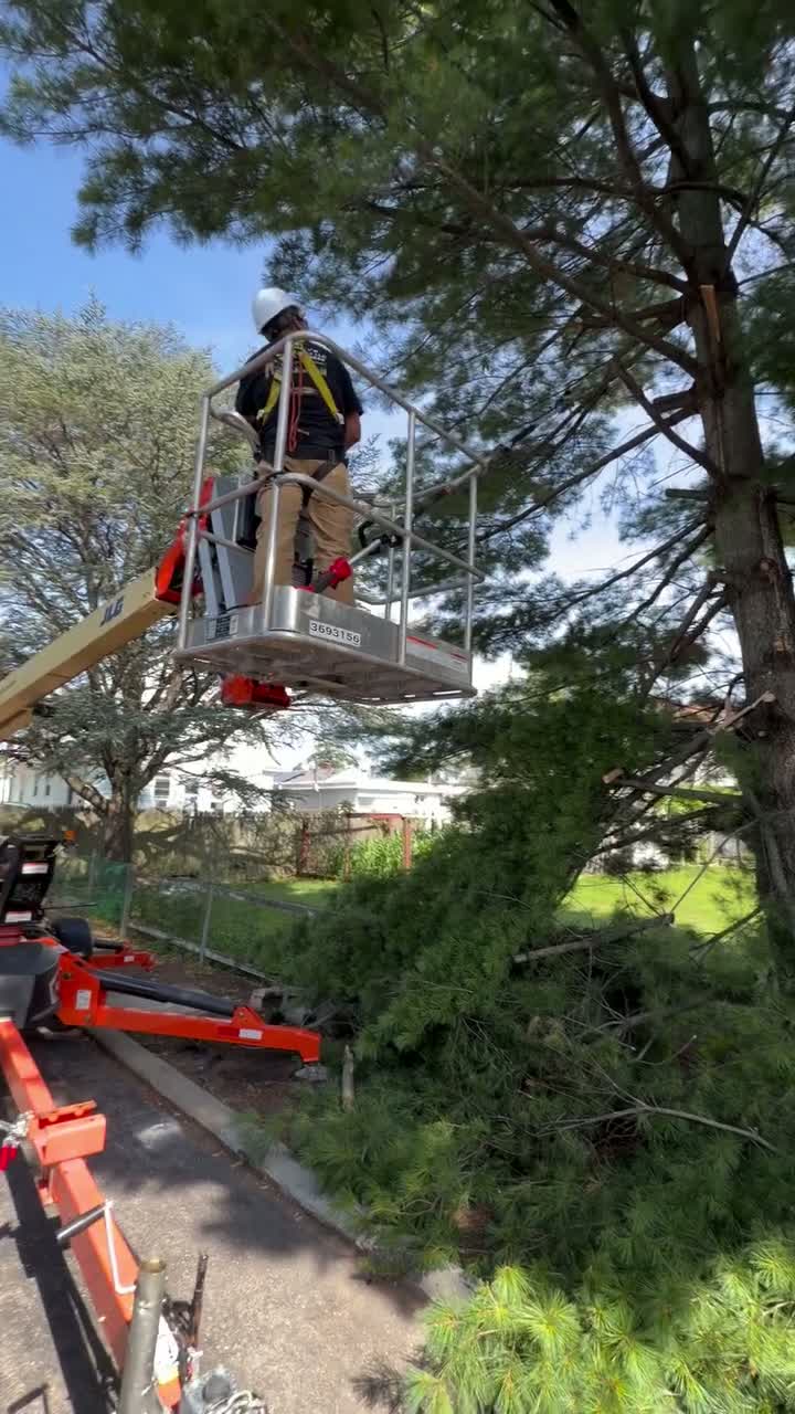 Large Tree Removal video thumbnail